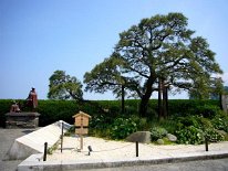 Omiya No Matsu - Japan